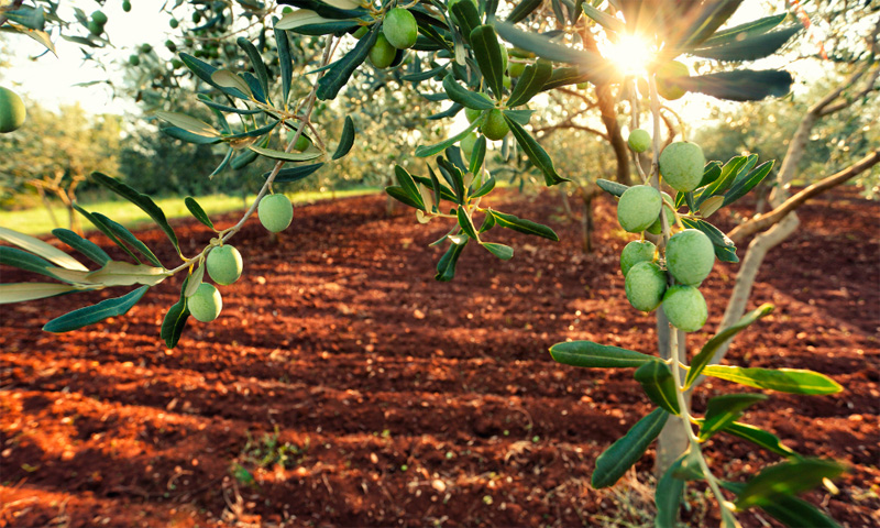 Una empresa global de Aceite de Oliva ha aumentado su productividad y ha mejorado la calidad de los procesos de su laboratorio con Nevis LIMS